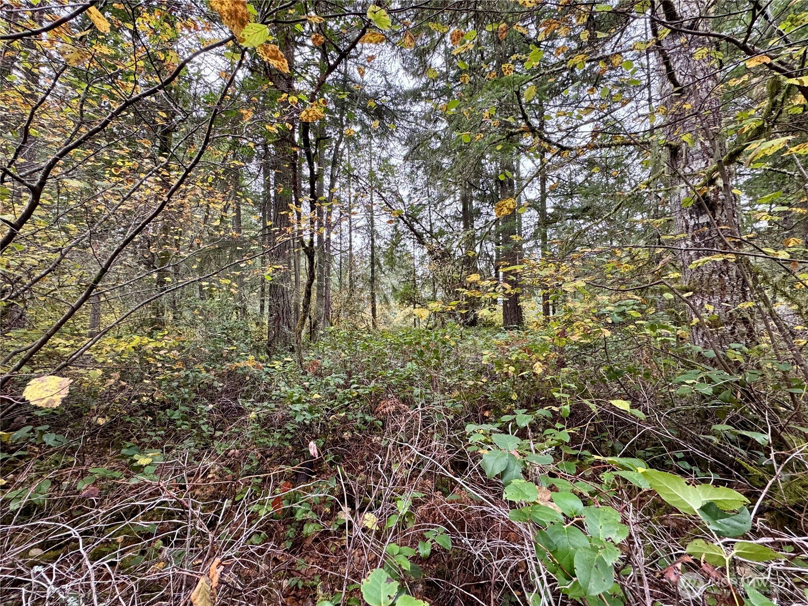 10824 Madrona Drive Anderson Island WA 98303