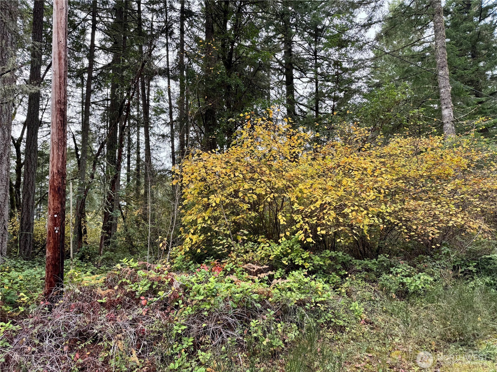 10824 Madrona Drive Anderson Island WA 98303