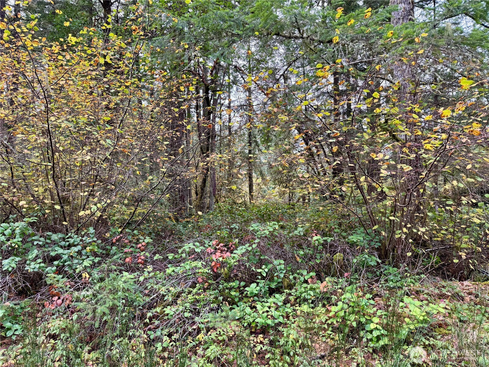 10824 Madrona Drive Anderson Island WA 98303