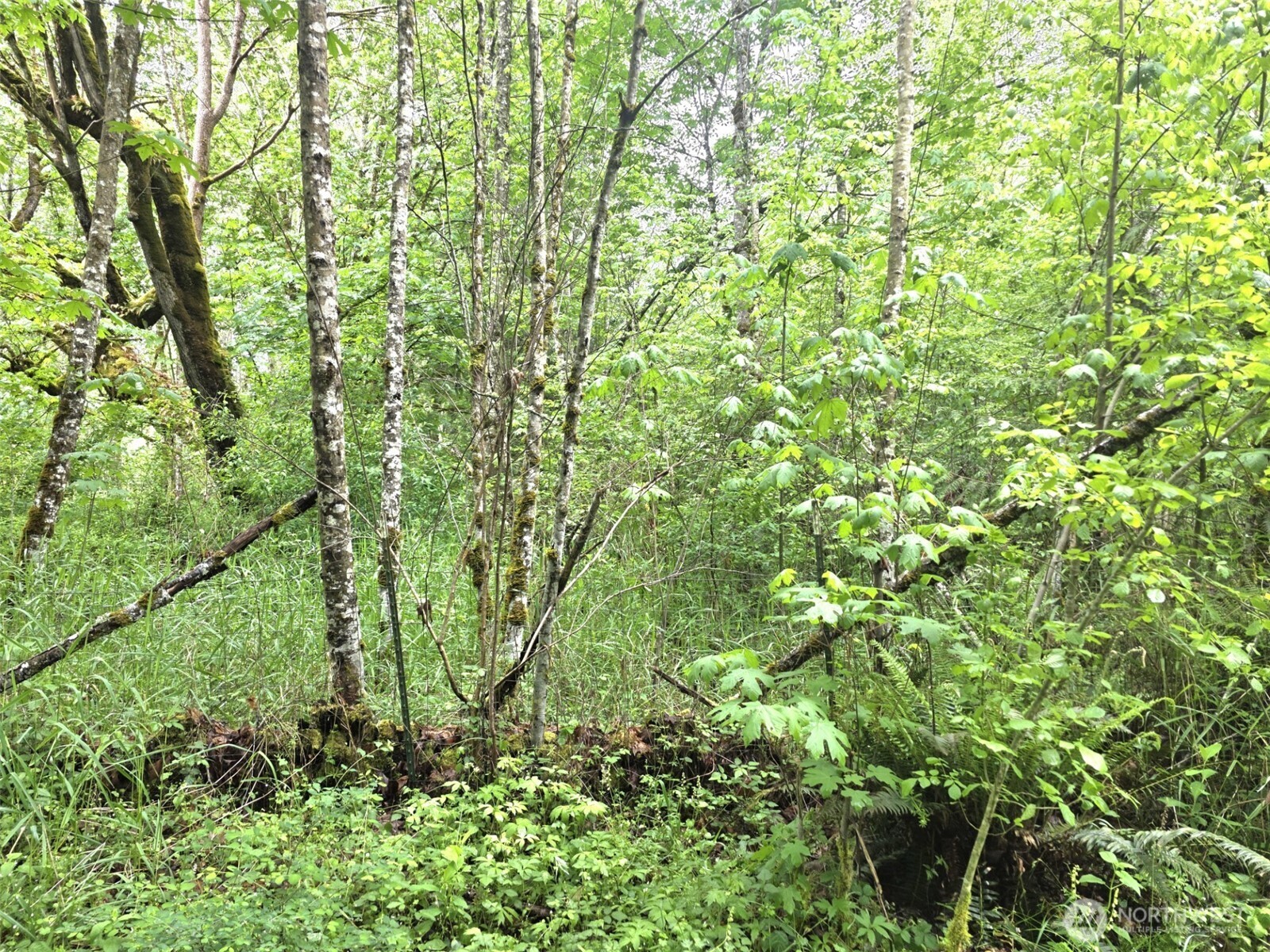36610 48th Avenue S Roy WA 98580