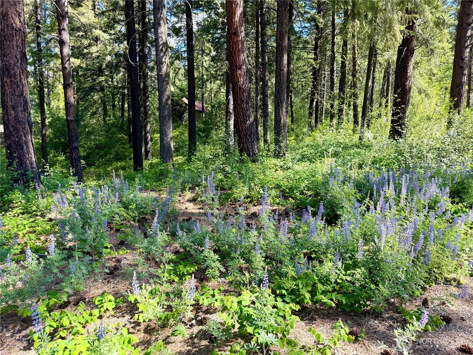 11 Highland Meadows Winthrop WA 98862