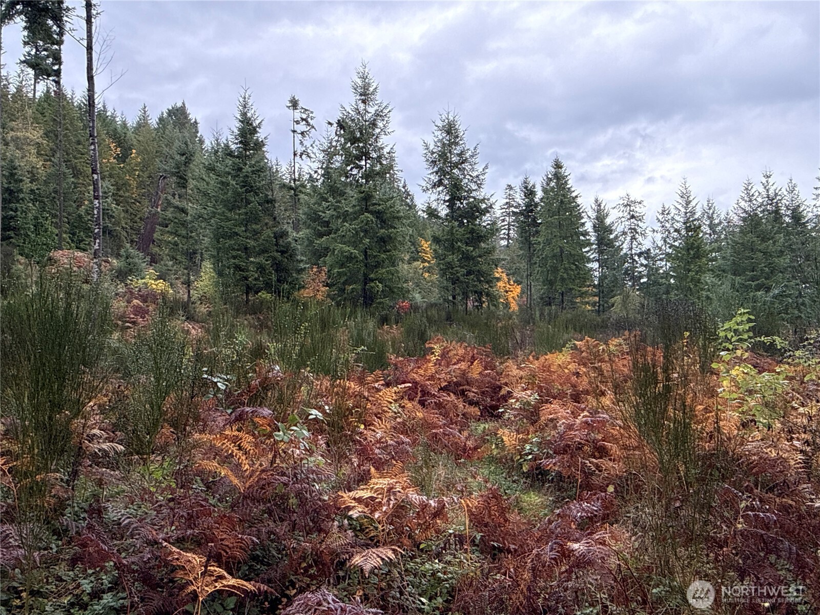 2 Forest Road 52 Packwood WA 98361