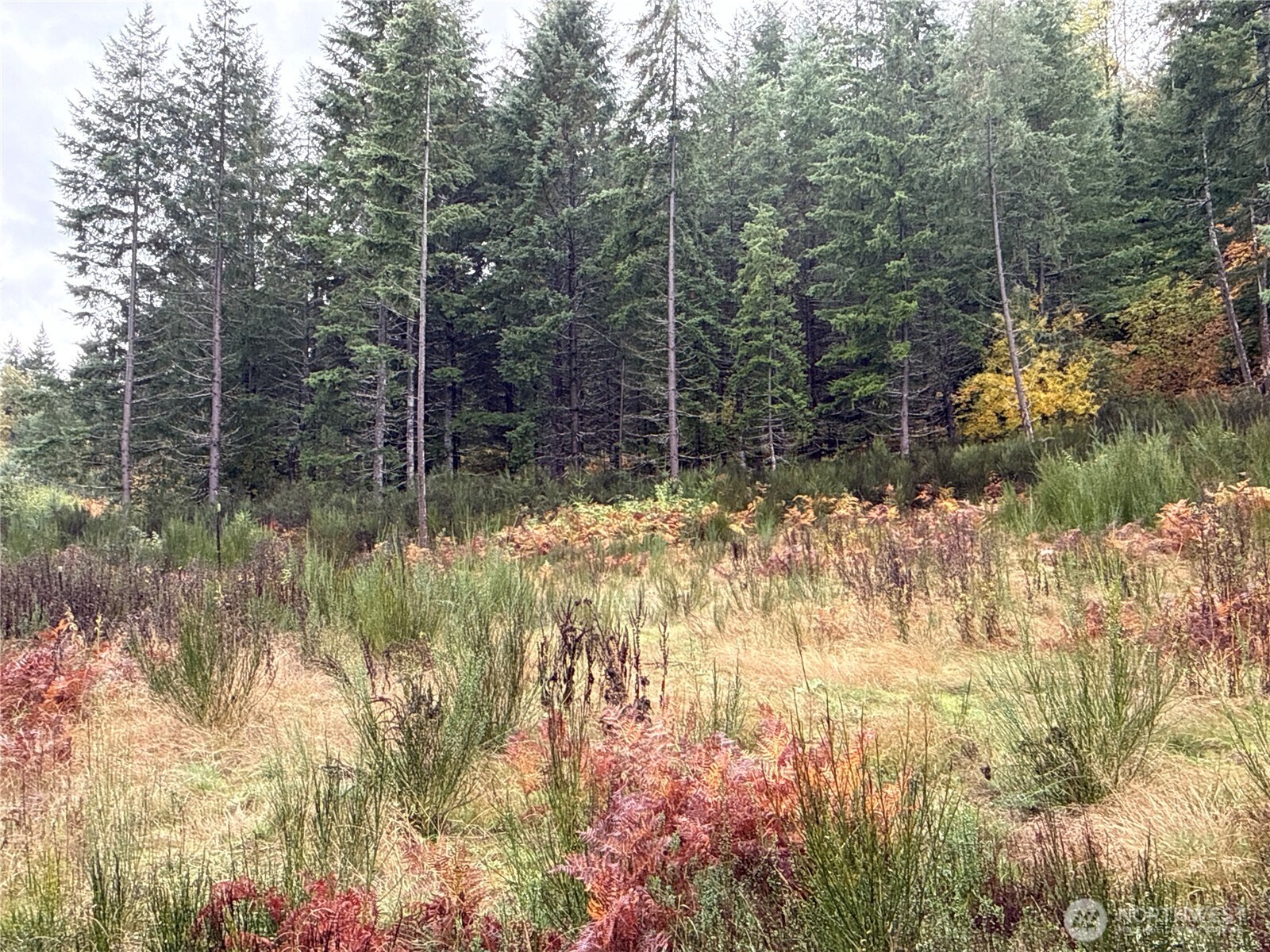 2 Forest Road 52 Packwood WA 98361