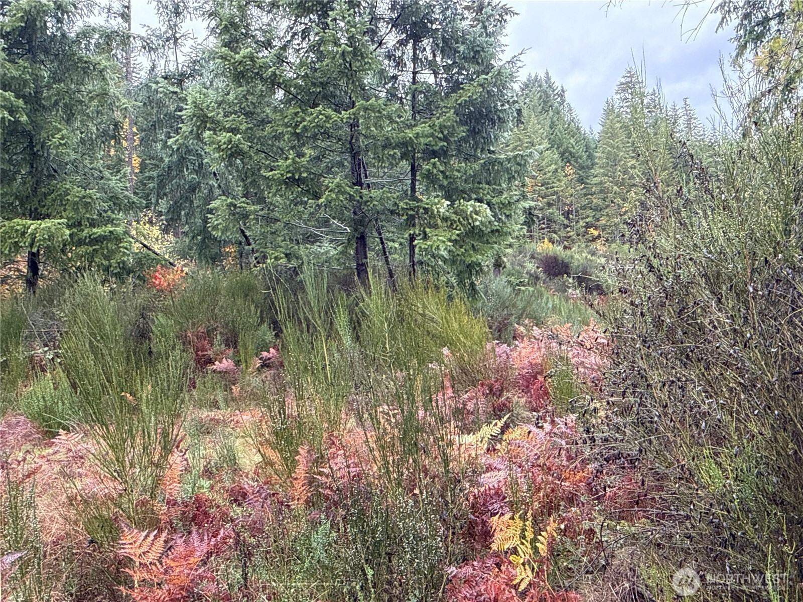 2 Forest Road 52 Packwood WA 98361