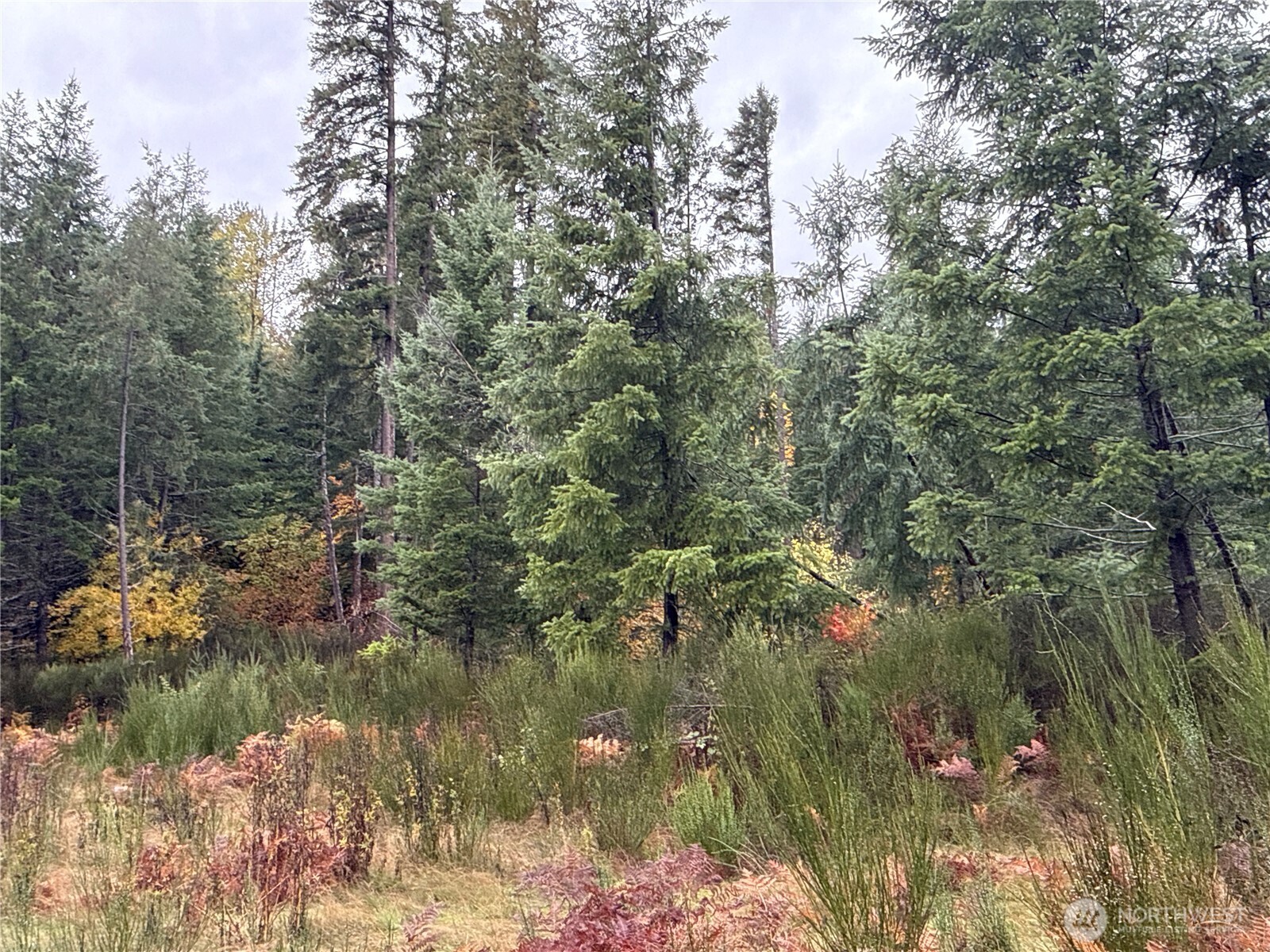 2 Forest Road 52 Packwood WA 98361