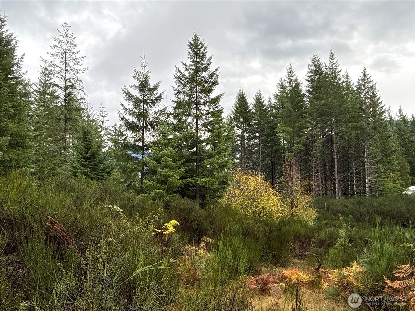 2 Forest Road 52 Packwood WA 98361