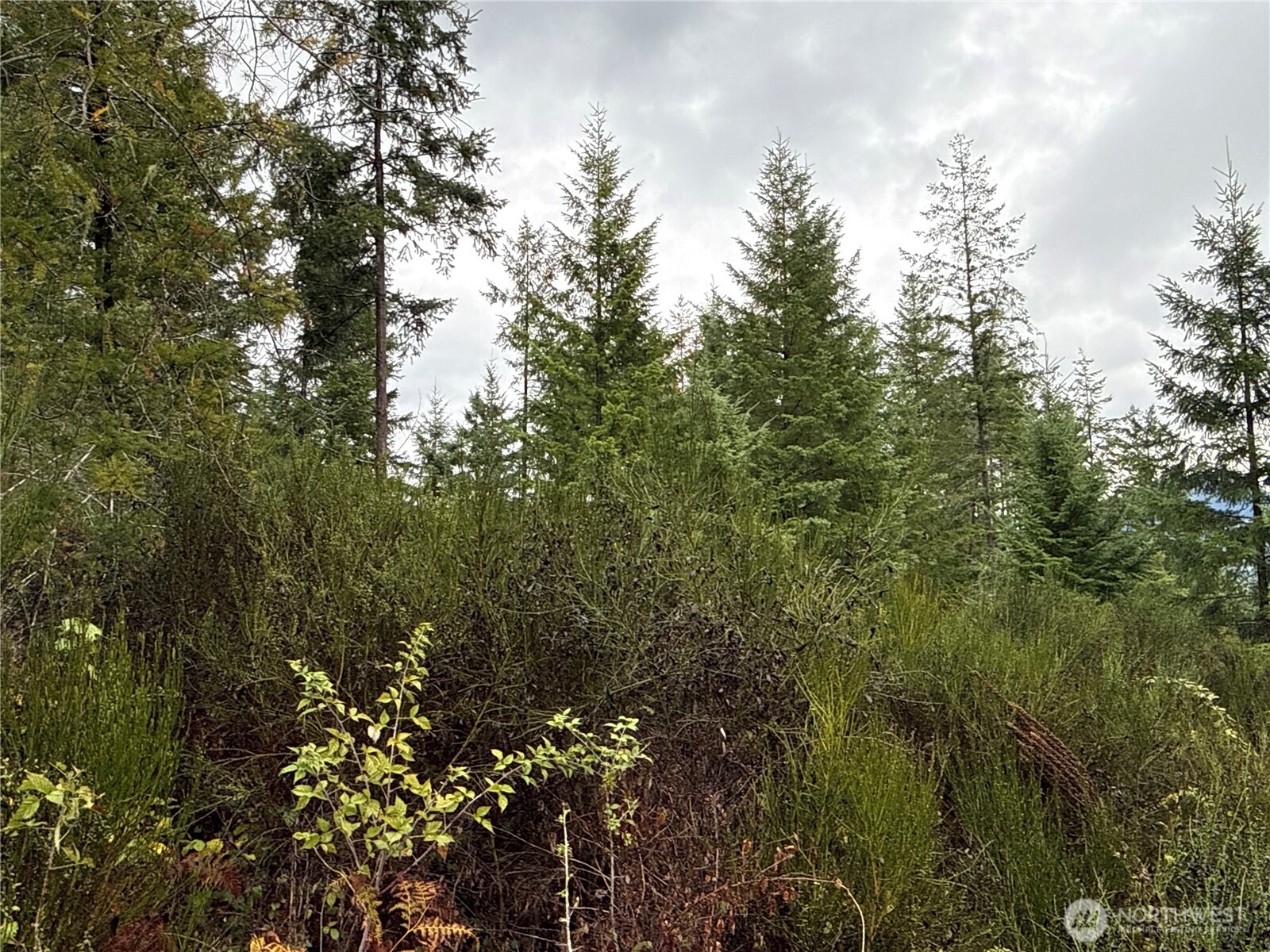 2 Forest Road 52 Packwood WA 98361