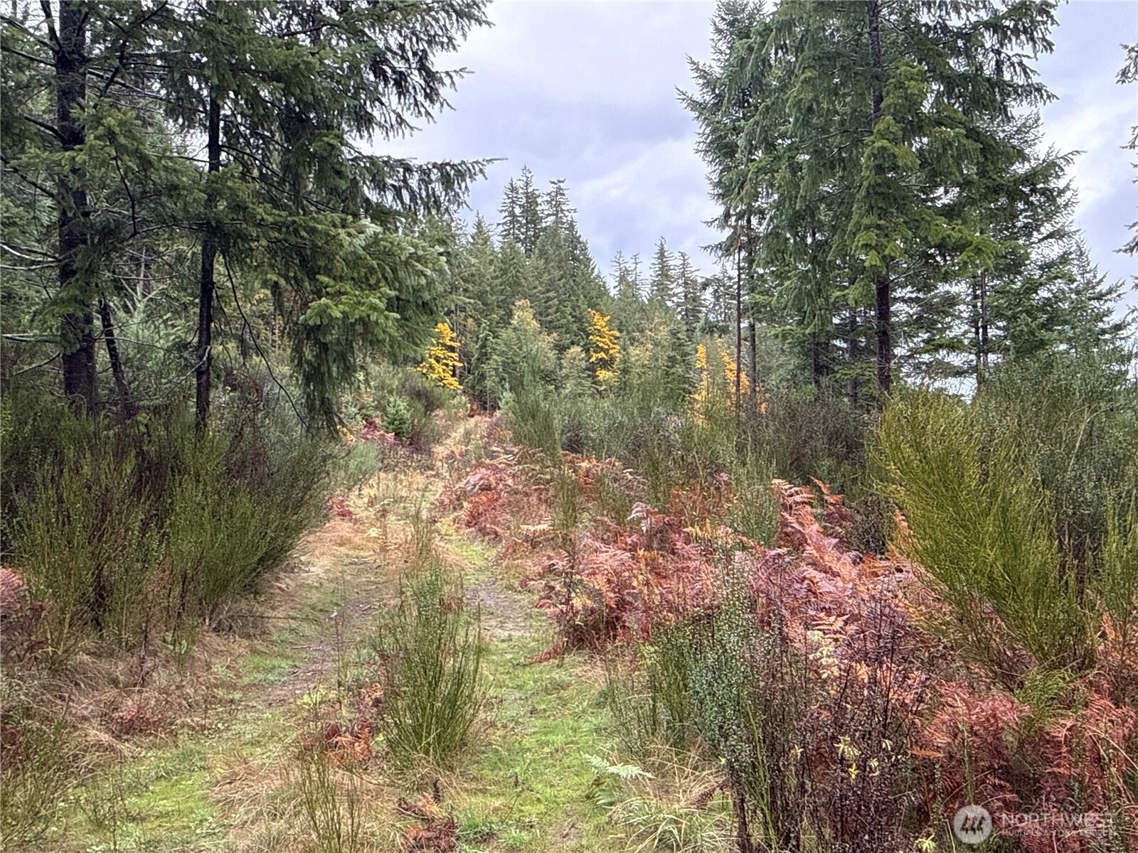 2 Forest Road 52 Packwood WA 98361