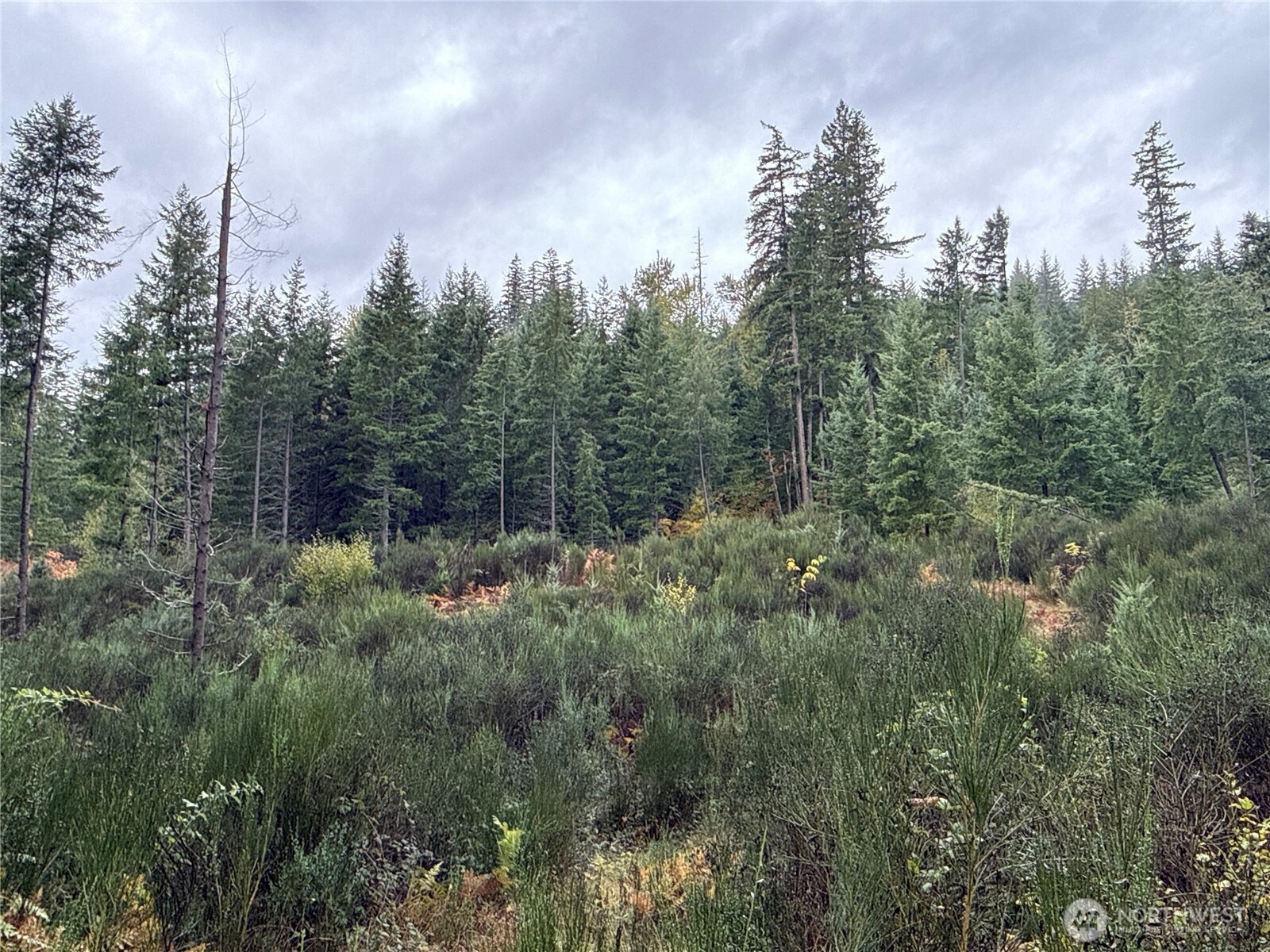 2 Forest Road 52 Packwood WA 98361