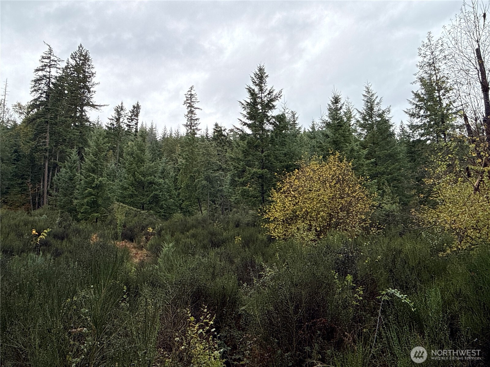 2 Forest Road 52 Packwood WA 98361