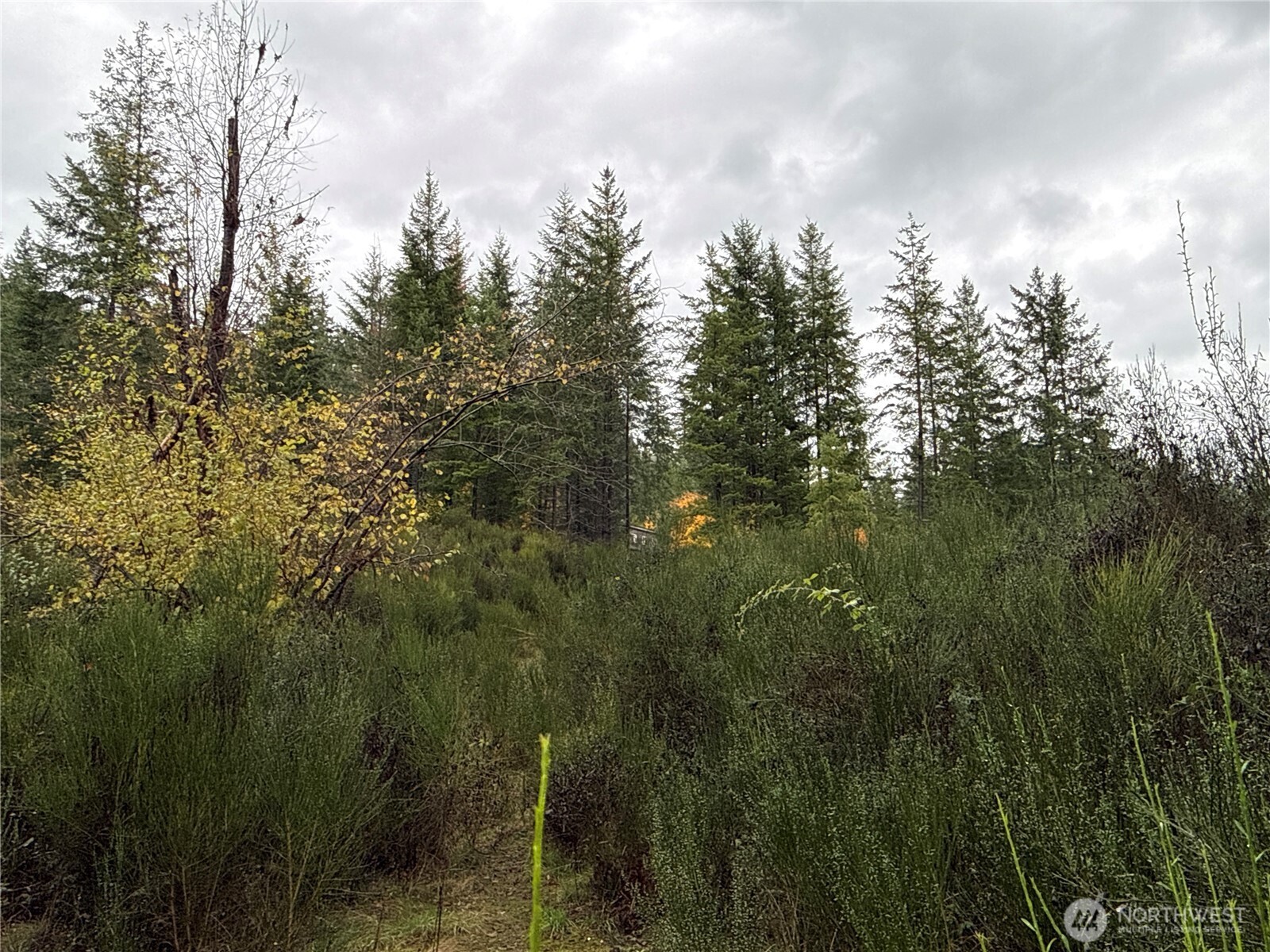 2 Forest Road 52 Packwood WA 98361