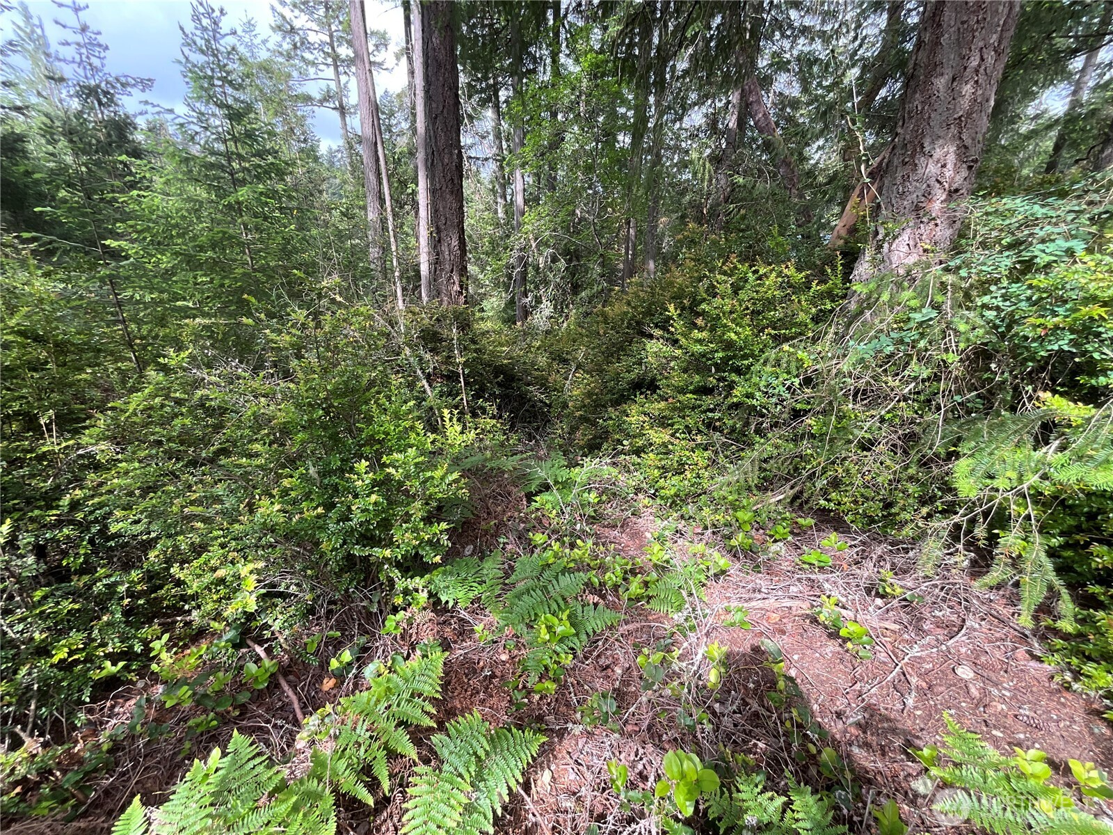 11018 Matthews Way Anderson Island WA 98303