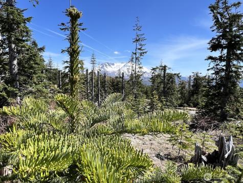 0 Spirit Lake Highway Skamania WA 98648
