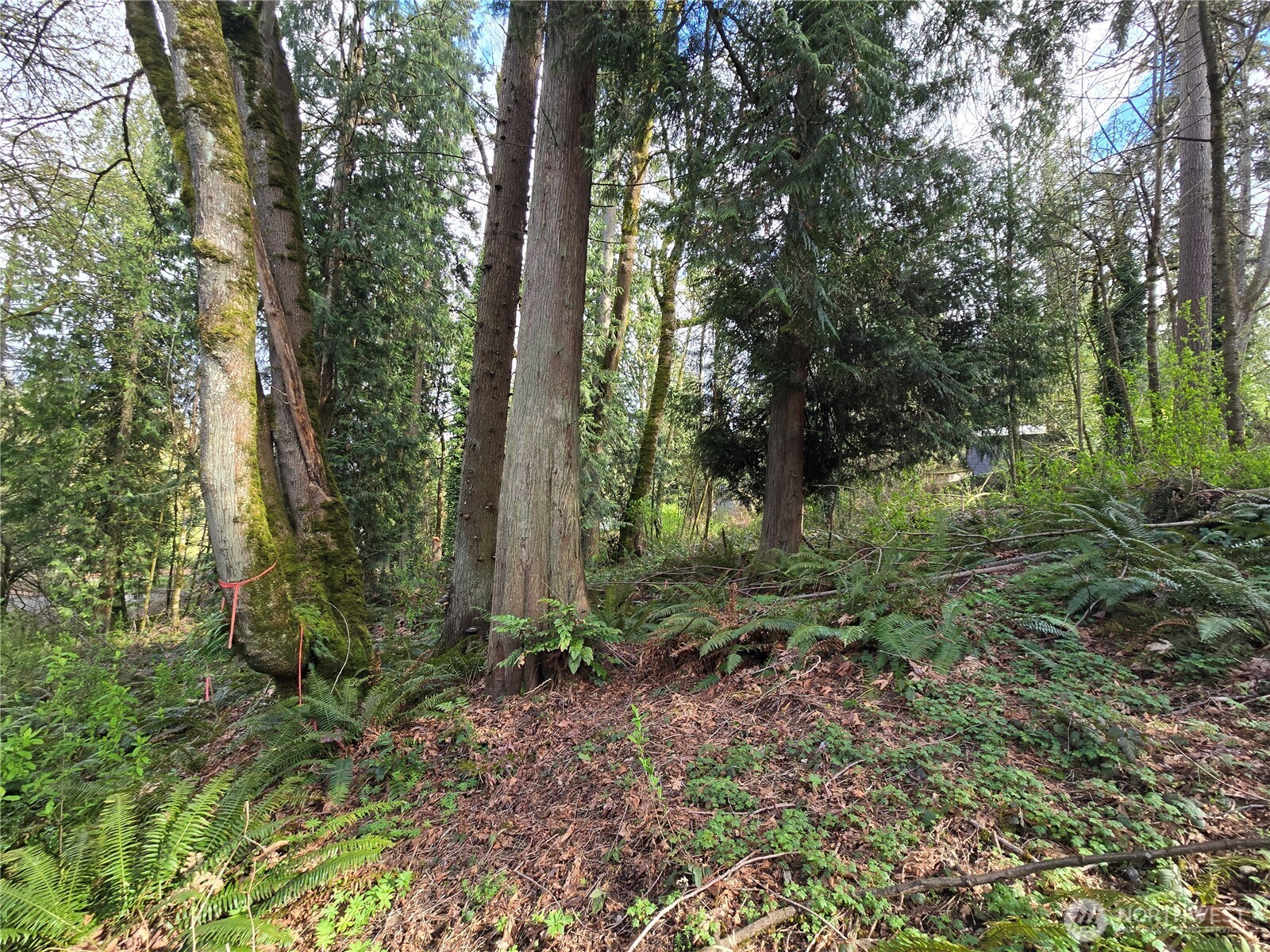 54 S 344th Street Auburn WA 98001
