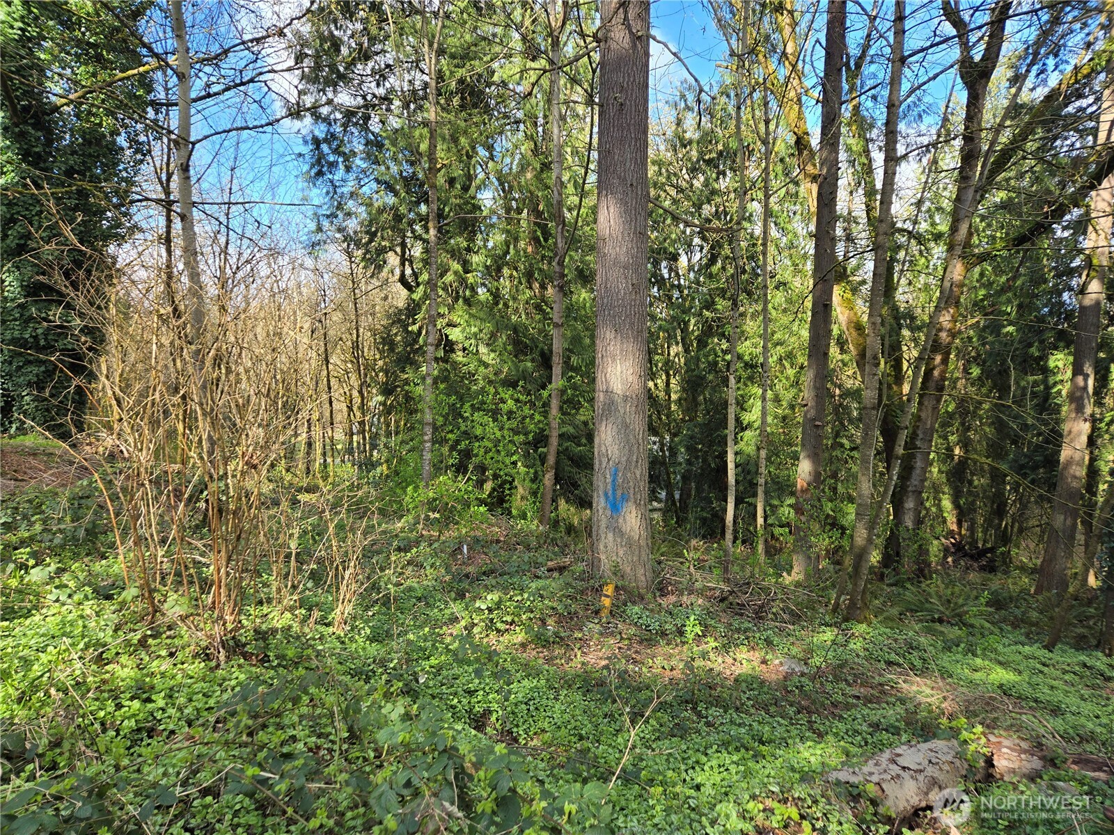 54 S 344th Street Auburn WA 98001