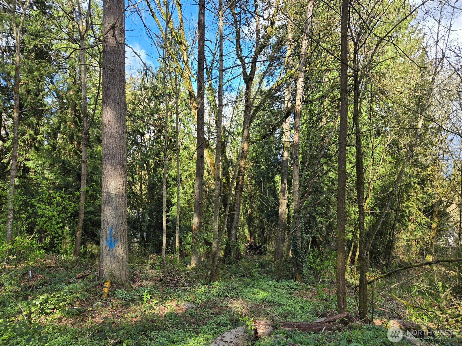 54 S 344th Street Auburn WA 98001
