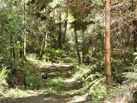2 Skinner Road Randle WA 98377