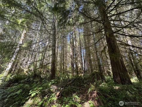 2 Skinner Road Randle WA 98377