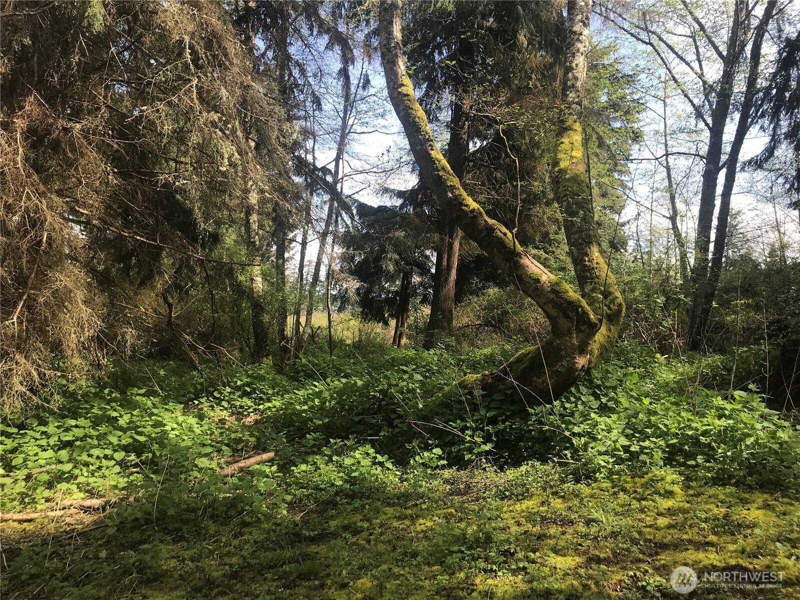 0 Mistywood Coupeville WA 98239