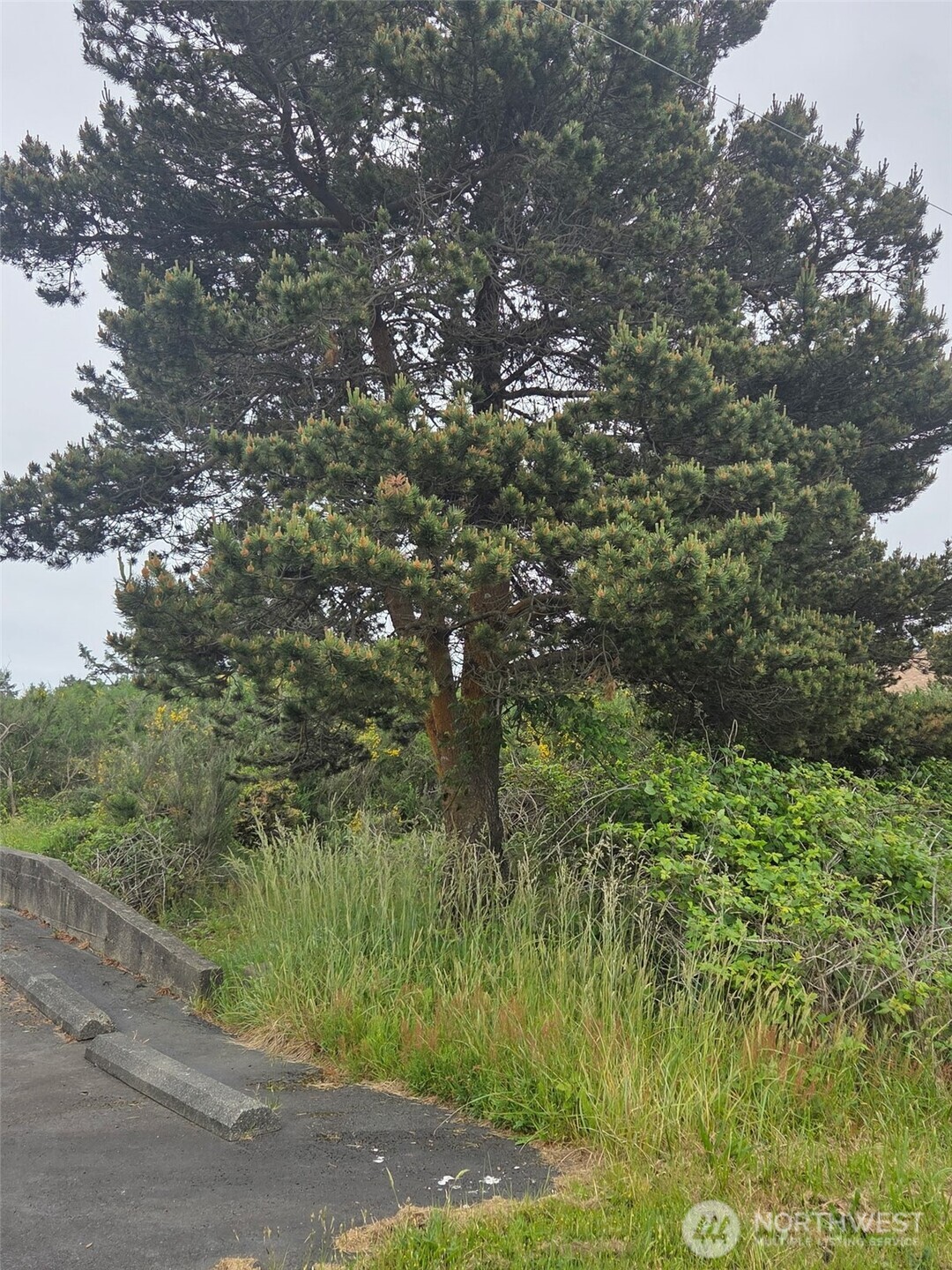 556 Point Brown Avenue NE Ocean Shores WA 98569