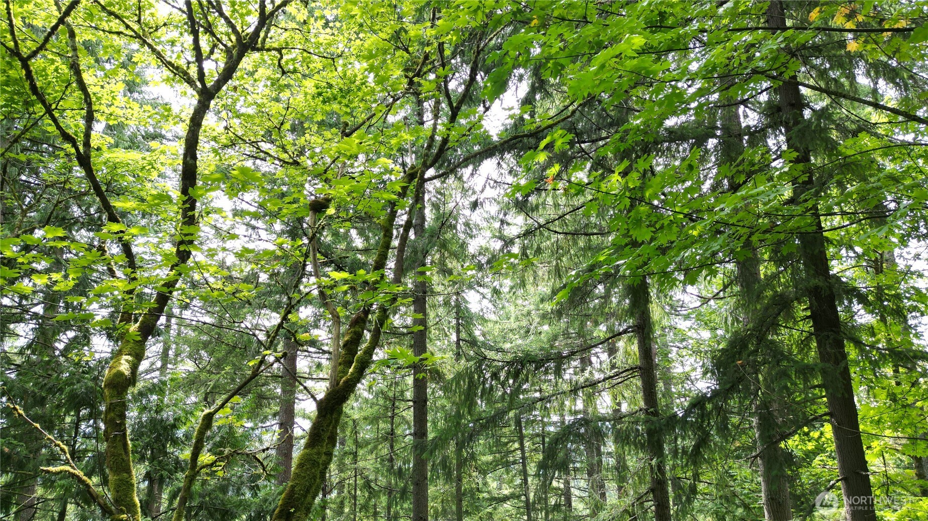 116 Xx 198th Avenue SE Issaquah WA 98027