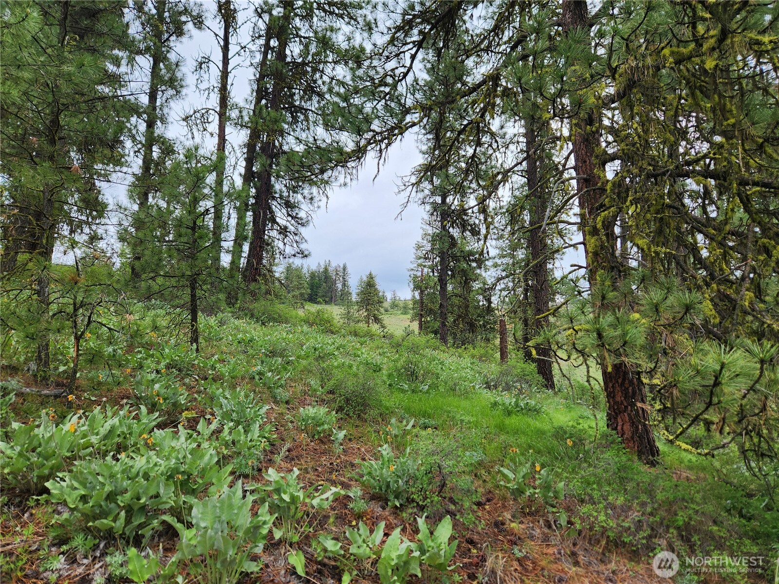 0 Gold Mt. Road Republic WA 99166