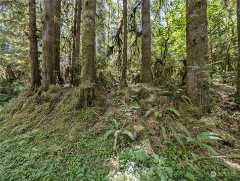 99994 Dowans Creek Road Forks WA 98331