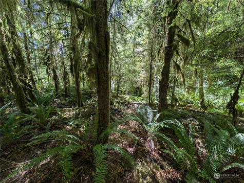 99994 Dowans Creek Road Forks WA 98331