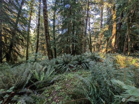 99994 Dowans Creek Road Forks WA 98331
