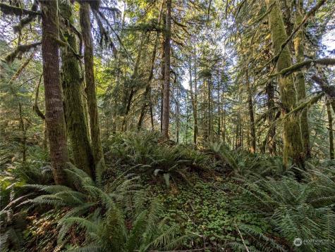 99994 Dowans Creek Road Forks WA 98331