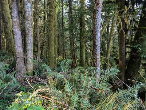 99994 Dowans Creek Road Forks WA 98331