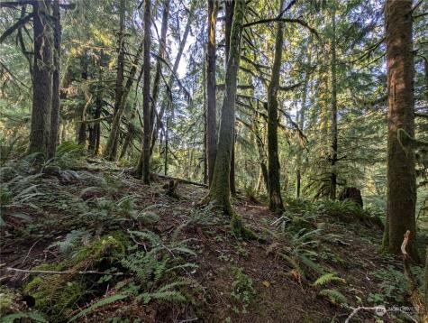 99994 Dowans Creek Road Forks WA 98331