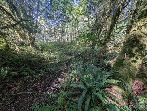 99994 Dowans Creek Road Forks WA 98331