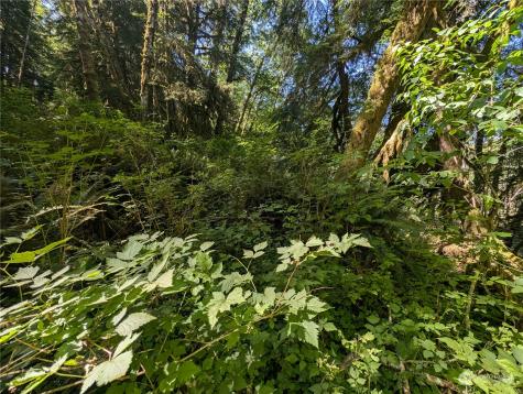 99994 Dowans Creek Road Forks WA 98331