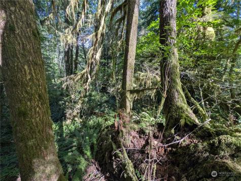 99994 Dowans Creek Road Forks WA 98331