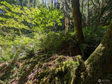 99994 Dowans Creek Road Forks WA 98331