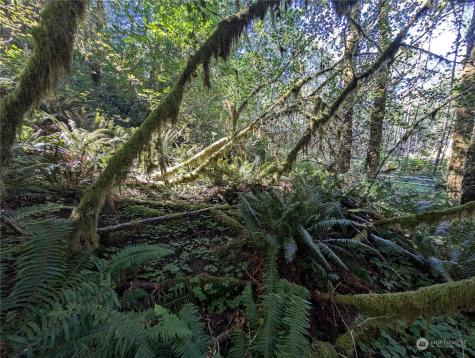 99994 Dowans Creek Road Forks WA 98331