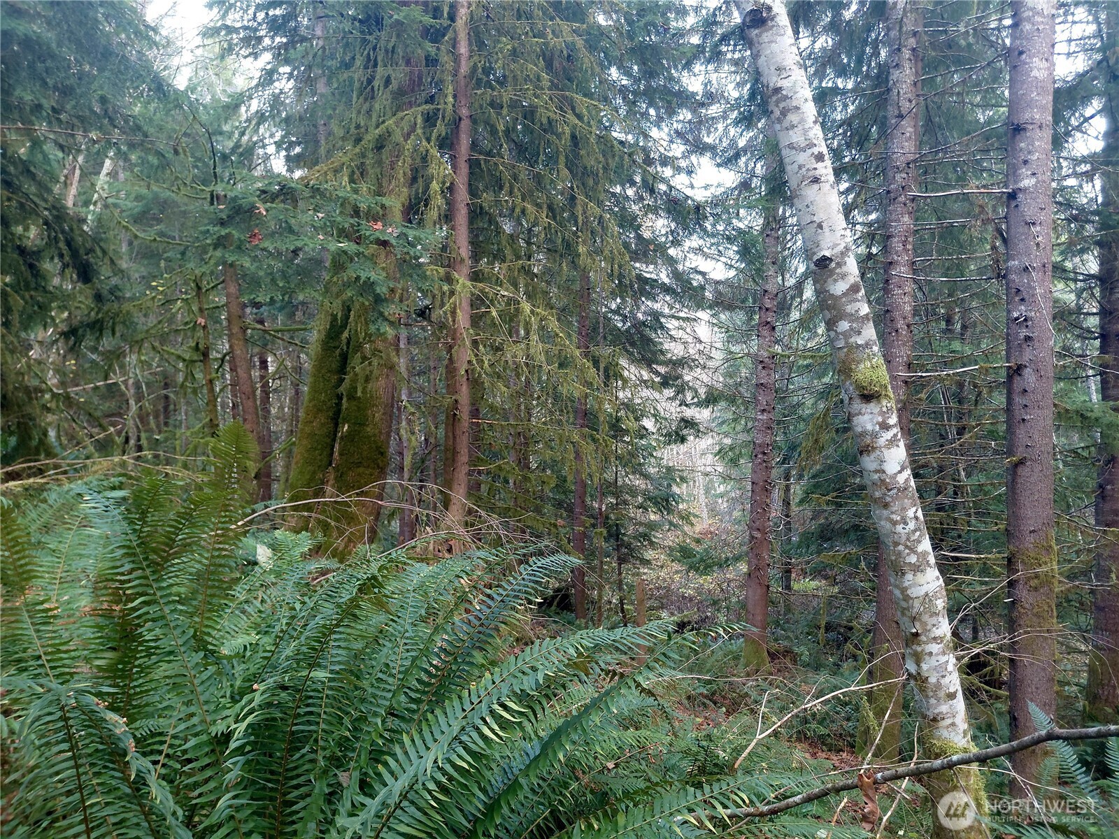 0 Old Barn Road Randle WA 98377