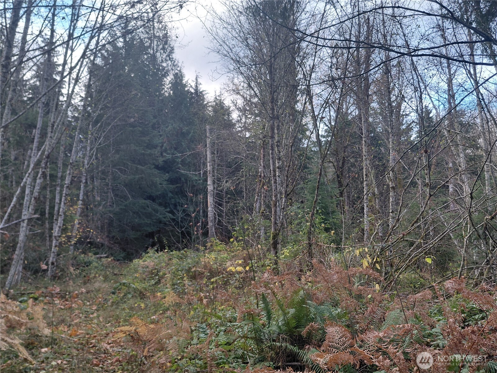 0 Old Barn Road Randle WA 98377