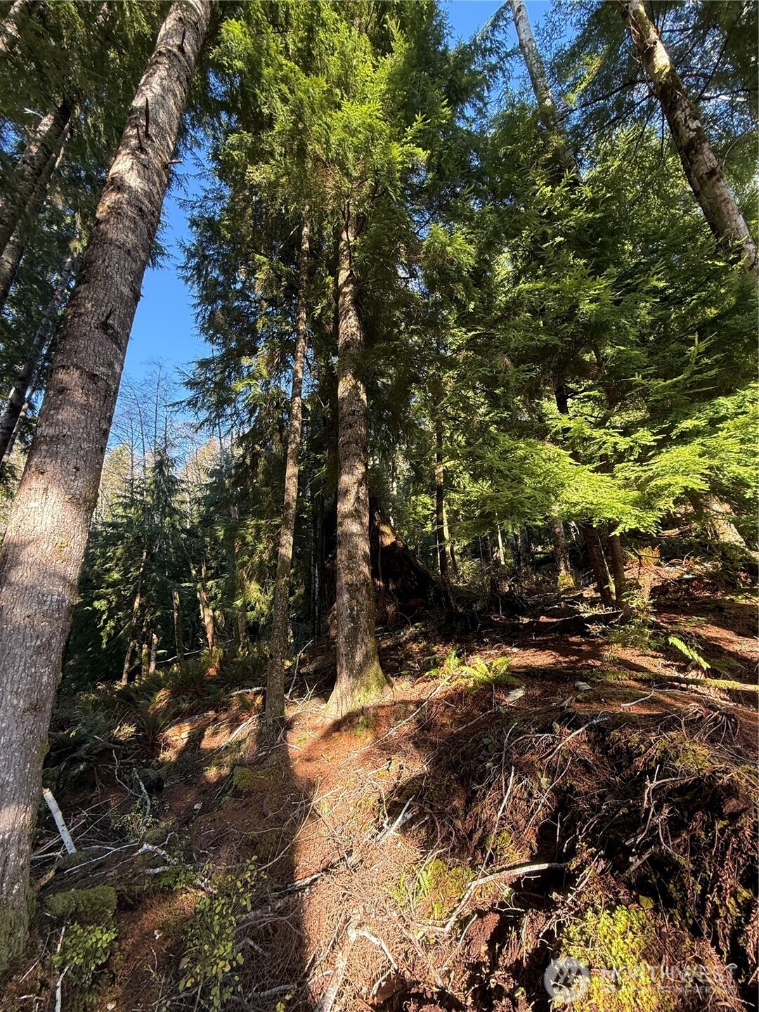 70 Dionne Lane Naselle WA 98638