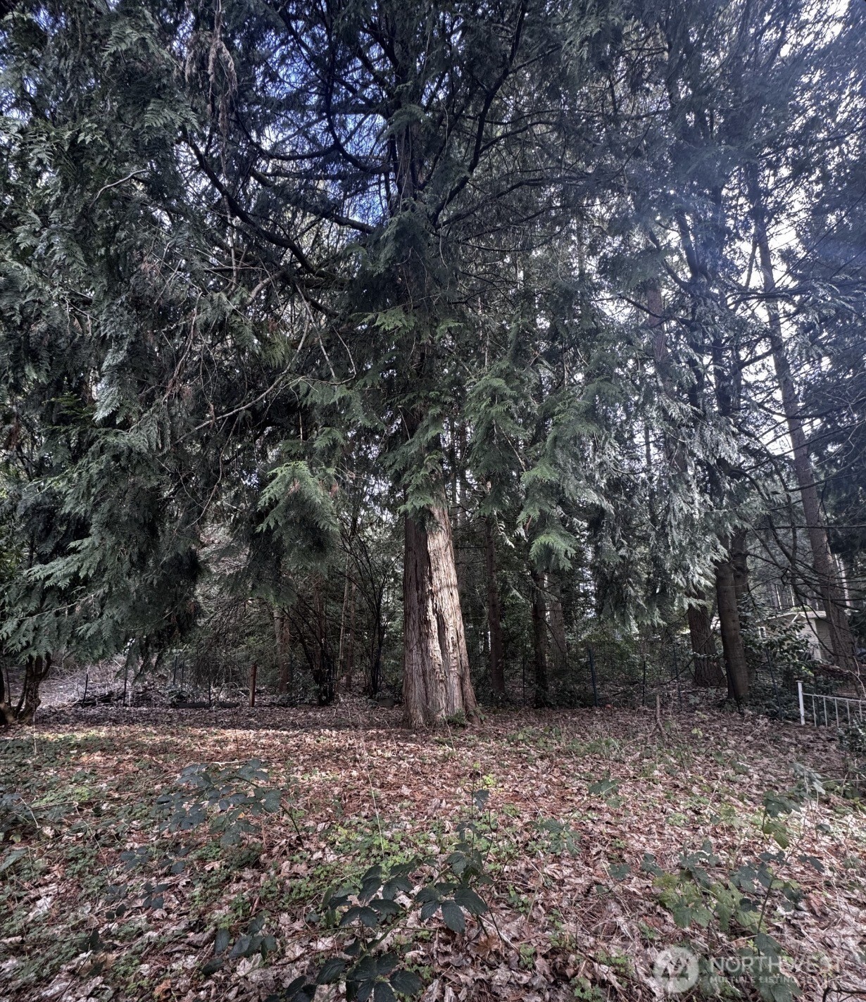 20501 31st Drive SE Bothell WA 98012