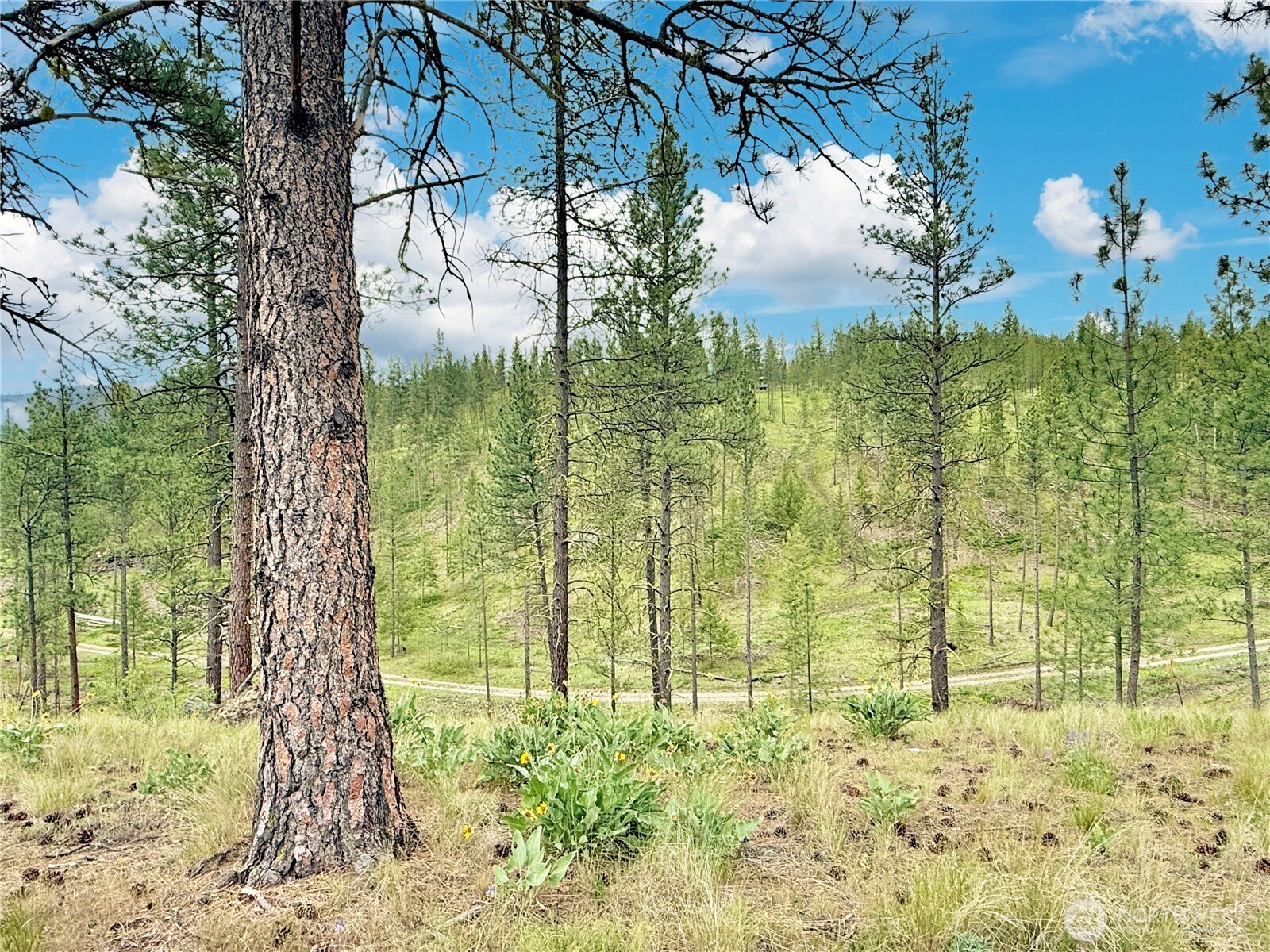 1942 Lyman Lake-moses Meadows Road Tonasket WA 98855