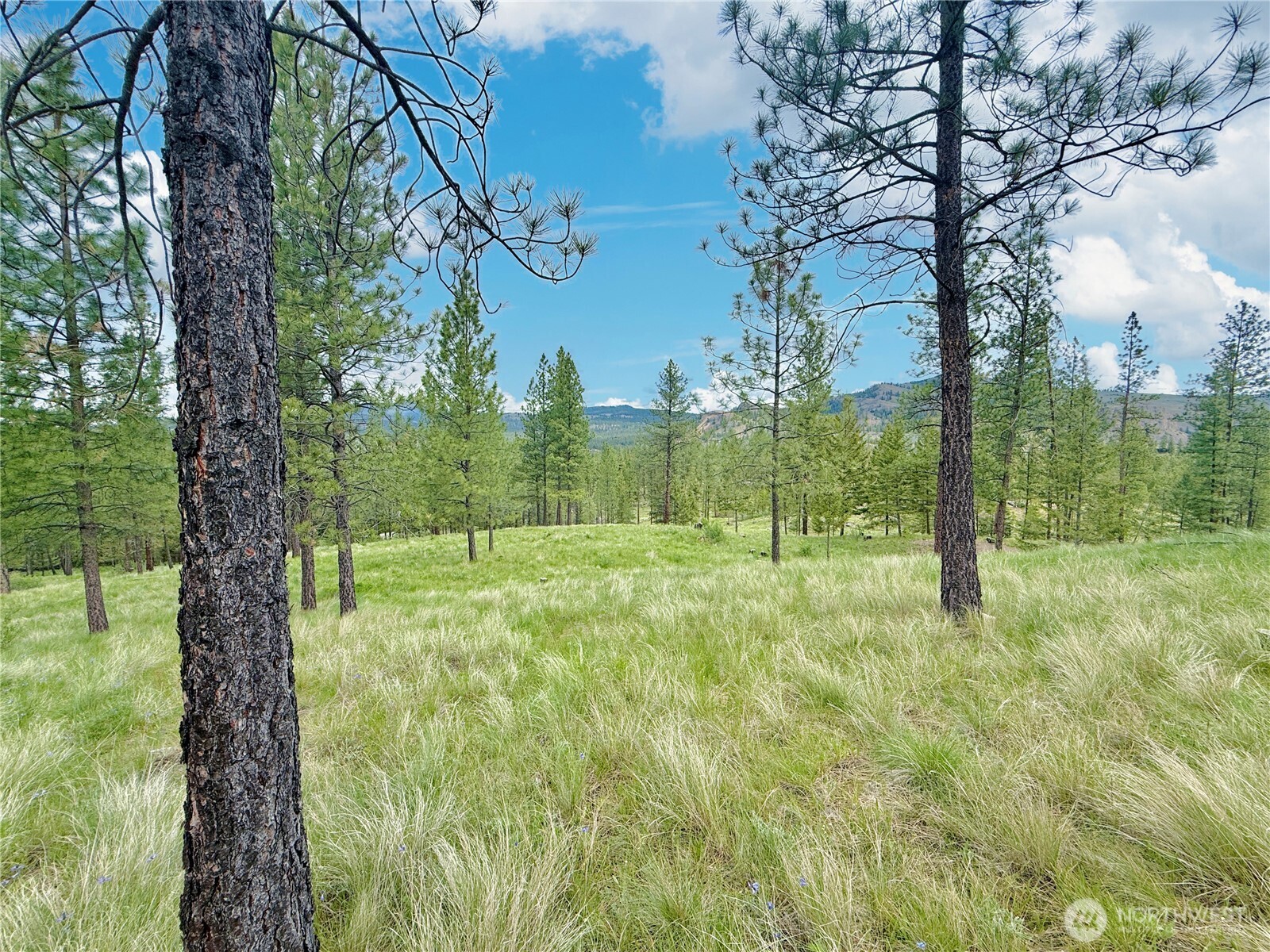 1942 Lyman Lake-moses Meadows Road Tonasket WA 98855