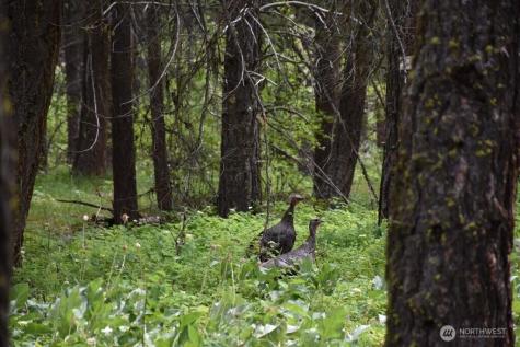 25813 Bridle Lane Leavenworth WA 98826