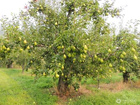 9291 Pakascwa Road Peshastin WA 98847