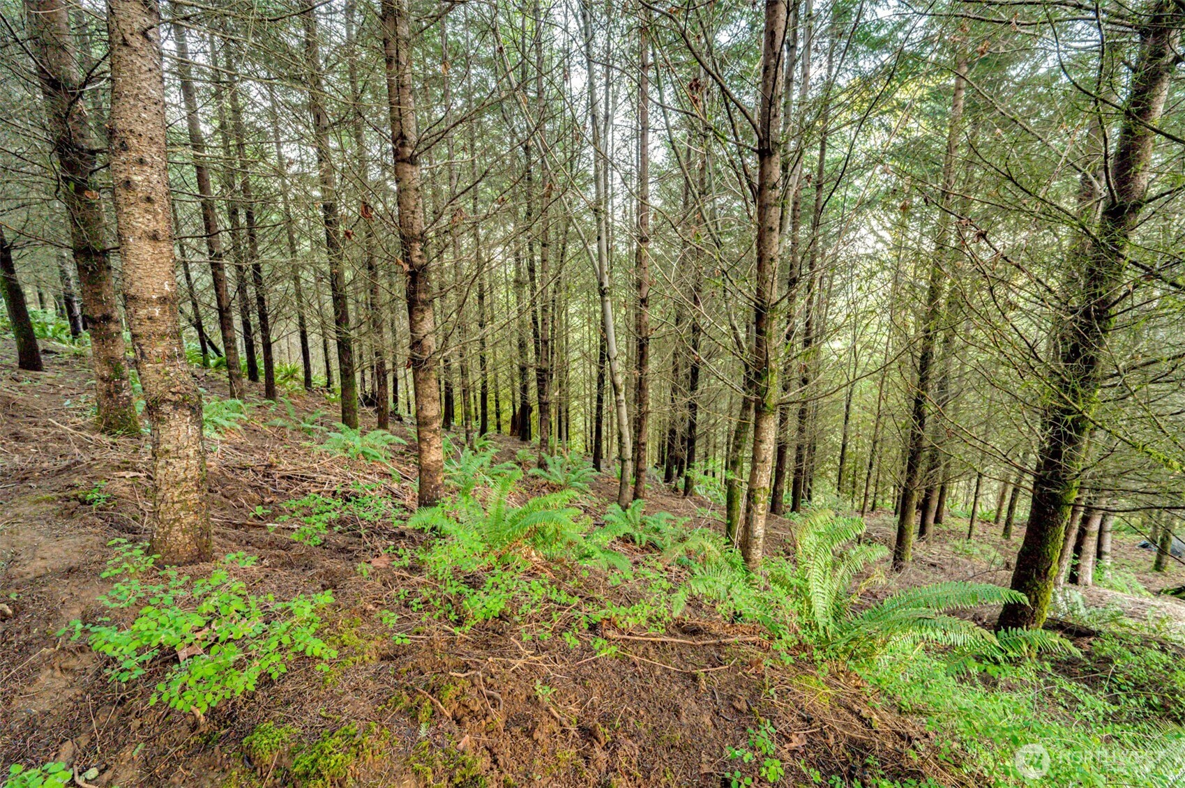 200 Pineridge Drive Woodland WA 98674