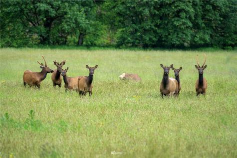 732 Satsop Road W Montesano WA 98563