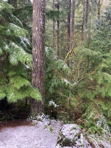 950 N Potlatch Drive Hoodsport WA 98548