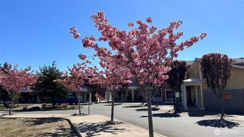 420 Elderberry Lane SW Ocean Shores WA 98569
