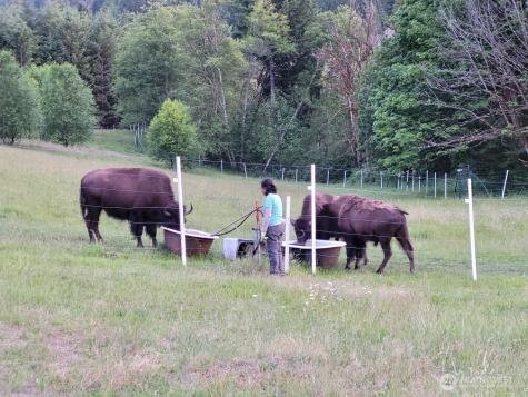 296 Dodge Road Morton WA 98356